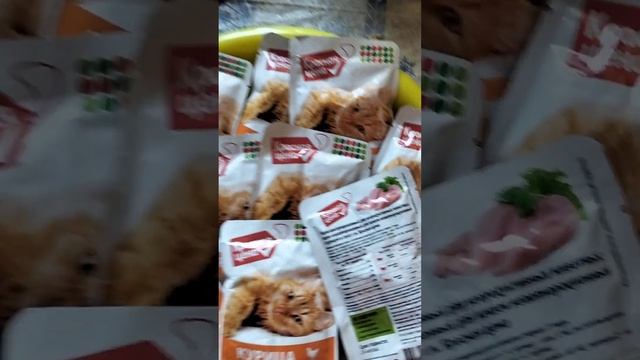 КОРМ ДЛЯ КОШЕК КУРИНЫЙ В СОУСЕ #shorts