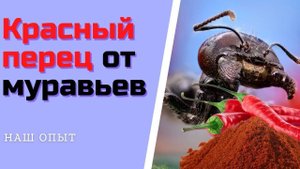 Красный перец от муравьев Народные средства
