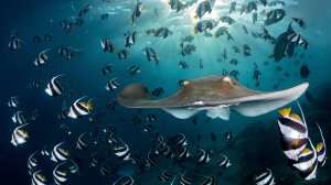 «Подводный мир Дж. Берда» Фестиваль акул на Багамах