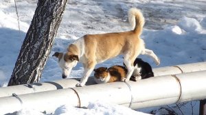 Котейки и собакин.