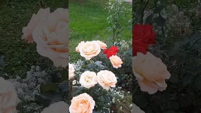 Райский сад Ростовского кремля | Любимая Россия #моипутешествия #Ростов_Великий