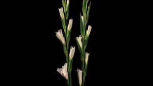 "Ты - женщина..." стихи Ирины Самариной-Лабиринт, читает Наталья Светлая.