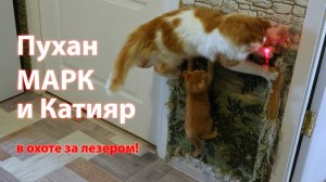 Пуханчик, МАРК и Катияр Грызлов