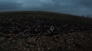 Охота на куропатку Дельта и Уна.
#spring_don_wind
#эпаньоль_бретон