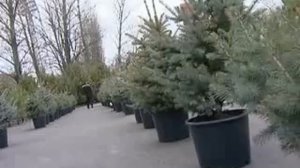 Сюжет Дон-ТР о Юг-Лесе. 2010 год