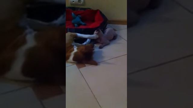 Бонифаций в новом доме с новым другом. смотреть онлайн