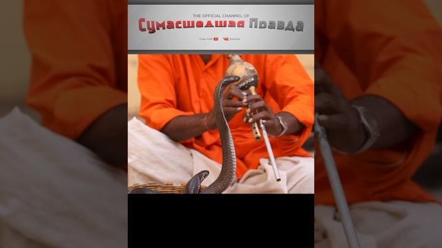 Почему кобры танцуют под дудочку?
