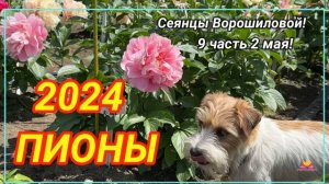 Цветение сеянцев пионов Ворошиловой А.Б. в 2024 году. Часть 9 / Сад Ворошиловой