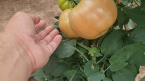 Томат Пинк Айди в два стебля на подвое и в один стебель на своём корне, сравниваем.