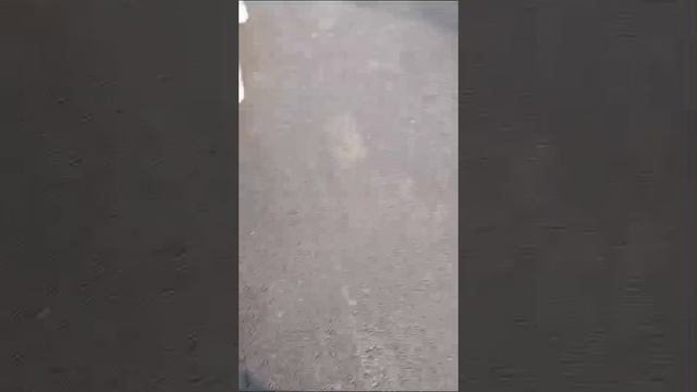 Два кобеля ждут своих любящих хозяев