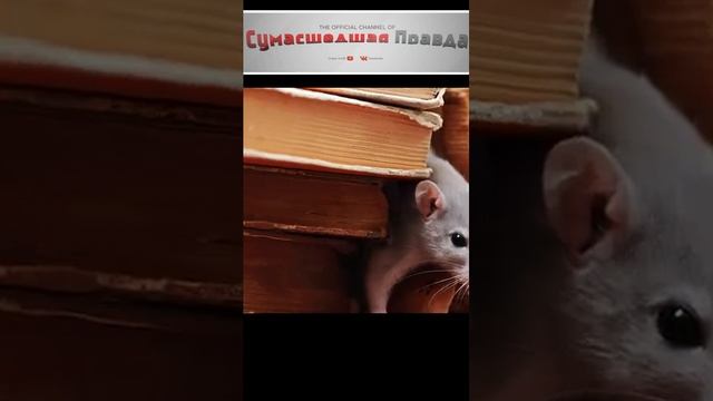 Топ 10 самых умных  животных 10 место #животные#умные#топ 10#интересно#познавательно#теория#природа#