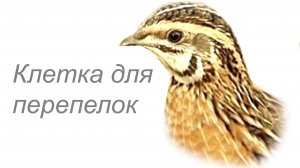 Клетка для перепелок переносная