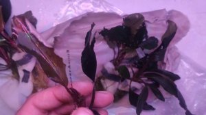 Буцефаландры с Плантаква, распаковка