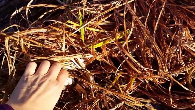 How to Cut Back Daylilies in Fall смотреть онлайн