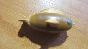 как сделать рыбку из жолудя и листьев