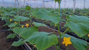 Томат и огурец в одной теплице, через 2 недели.