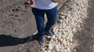 Лук белый Стерлинг F1, яровой, для хранения.