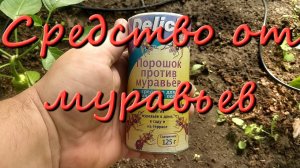 Как Избавиться От Муравьев Первое Надежное Средство