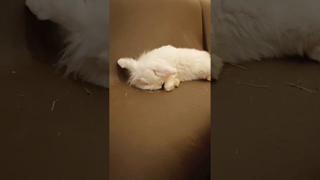 Жизнь Зефира, которой мы завидуем  #зайкафе