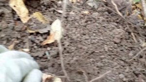 Новый шурфец с Голден Маск 6.