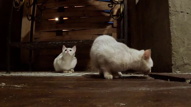 Alex 12/10/24 смотреть онлайн