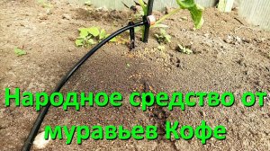 Народное Средство От Муравьев Кофе В Теплице