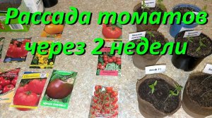 Рассада Томатов Через 2 Недели