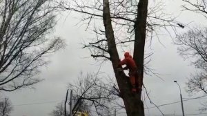 Удаление аварийного дерева в Московской области