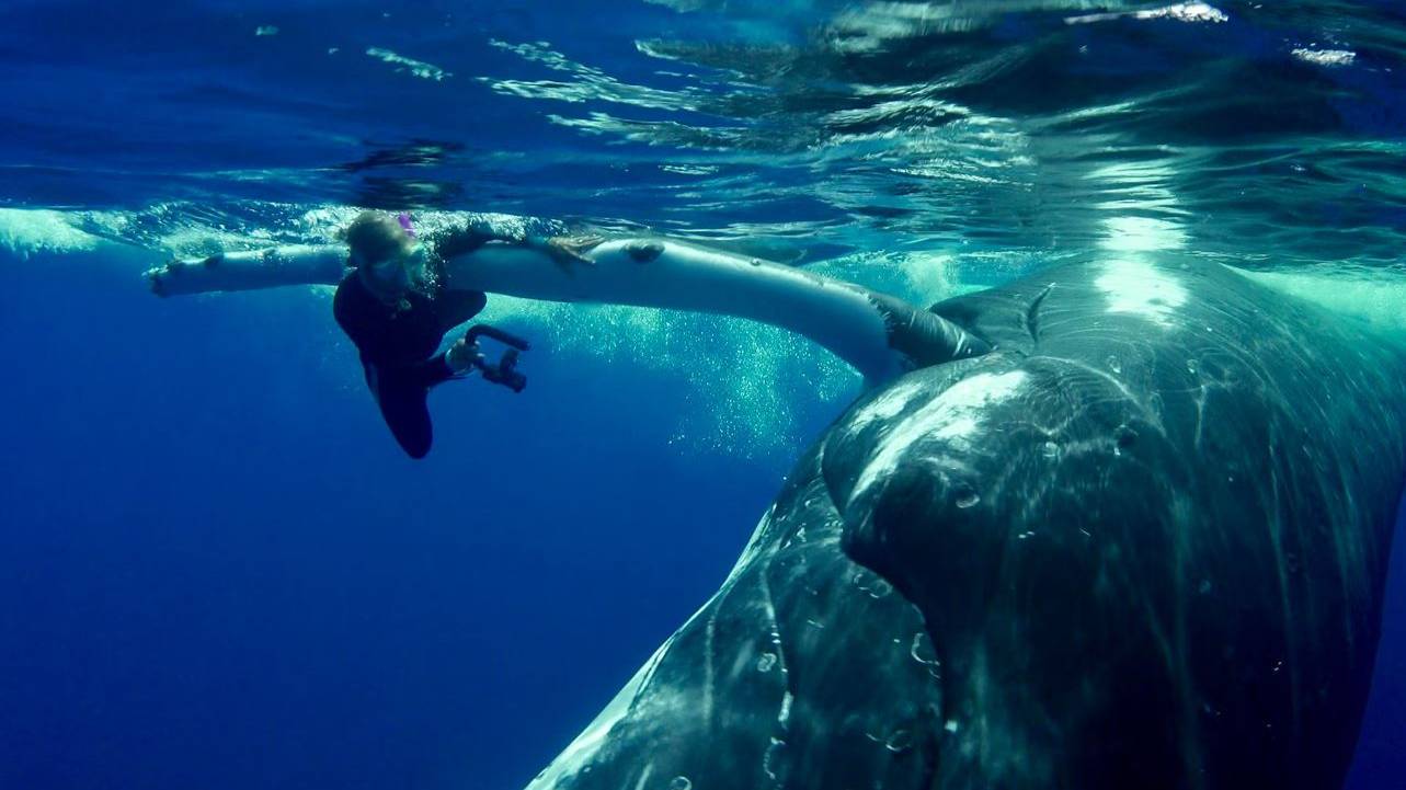 «Подводный мир Дж. Берда» В Мексике Джонатан поможет спасти кита и увидится с белыми акулами смотреть онлайн