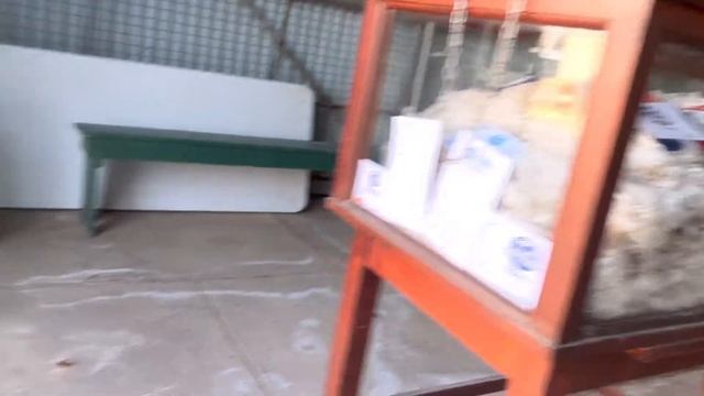 พาชมบรรยากาศ งานเทศกาลในชนบทเมืองเล็กๆของออสเตรเลีย Wee Waa NSW {MP:6} смотреть онлайн