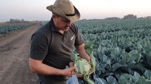 Овощи растут. Цветная капуста Феррара F1