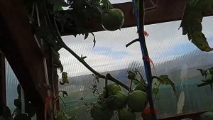 томат Кумир, из коллекции Валерия Медведева