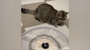 Самые смешные животные _ Приколы с котами и собаками 2022 _ LA #59