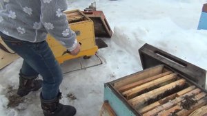 500+ Как до облета выравнять пчелосемьи?