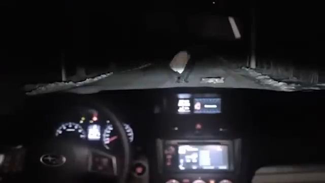 Собака угнала машину! смотреть онлайн