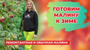 Как подготовить малину к зиме | Малина осенью | Работы в саду | Питомник Росток