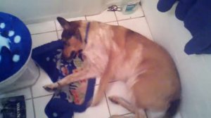 German shepherd cant get comfortable on tile floor