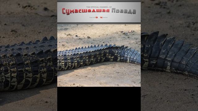 СКОЛЬКО МОЖЕТ НЕ ЕСТЬ КРОКОДИЛ? КАК ТАКОЕ ВРЕМЯ БЕЗ ПИЩИ МОЖЕТ ЖИТЬ КРОКОДИЛ