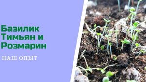Рассада Базилика Выращивание Тимьяна И Розмарина