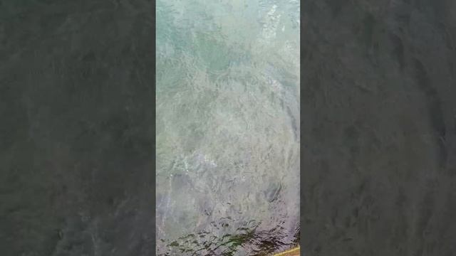 Ловил кефаль поймал краба  рыбалка в Сочи #море #fishing #рыбалкавсочи #shorts