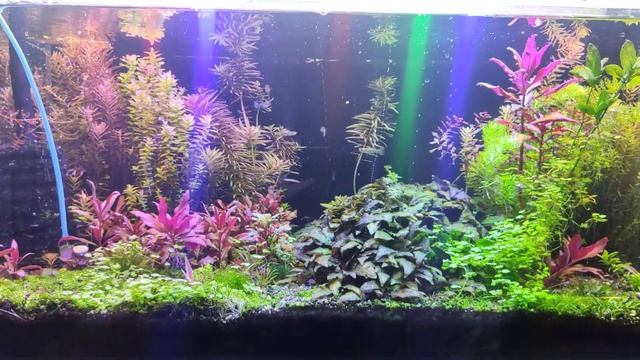 аквариум на 180л последние дни его существования, подведем итог. смотреть онлайн