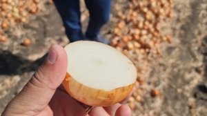 Лук Миссисипи F1, яровой, очень урожайный.