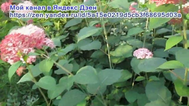 04 08 22г  О гортензиях  Буйство цветения гортензий древовидных.
