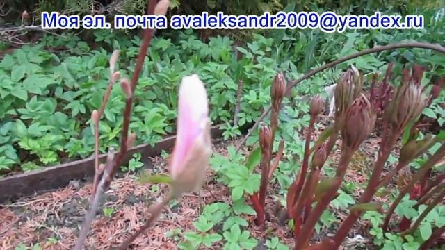 15 05 22г  Цветение магнолии в Подмосковье.