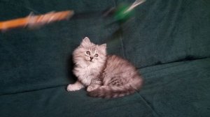 Фанни Барселит