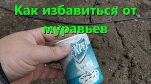 Как Избавиться От Муравьев Средство Expel в Теплице