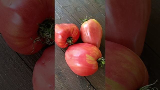 Мой лучший томат со странным названием #дача #томаты