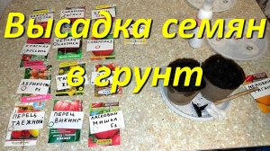 Высадка Рассады Семян Томатов В Грунт