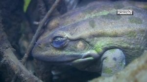 ВЫ ЭТОГО НЕ ВИДЕЛИ! КАК ЗИМУЮТ ЛЯГУШКИ.О чём молчат рыбы 75