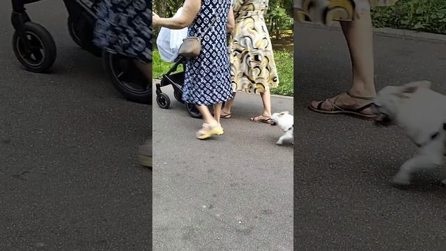 СОБАКА ХРЮКАЕТ #shorts